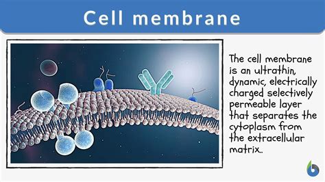 Cell Membrane Definition And Examples Biology Online Dictionary