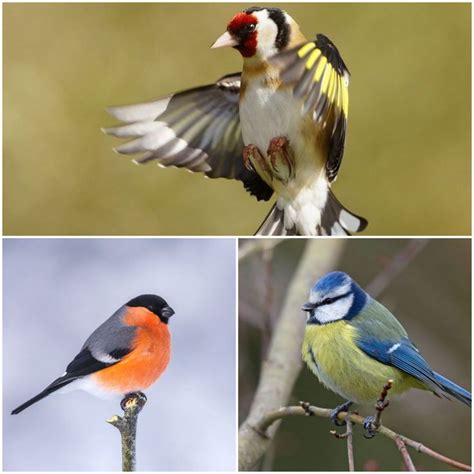 24 Common British Birds And How To Spot Them Common British Birds