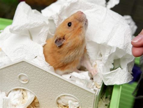 Easter Miracle Tink The Hamster Shocks Owners By Coming