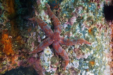 Starfish In The Japanese Sea Japanese Sea Nature Inspiration Creatures