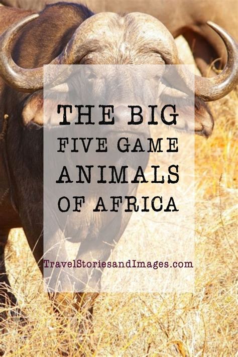 The Big Five Game Animals Of Africa Animal Games Africa African Leopard
