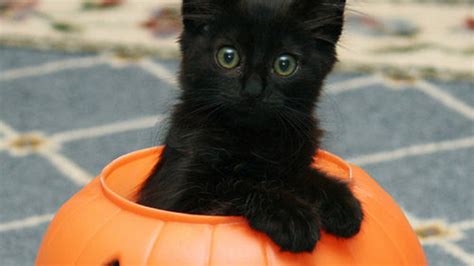 Free Download Cute Halloween Kitten Wallpaper Images