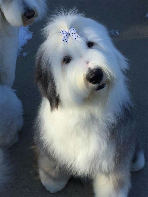 Oes English Sheepdog Puppy English Dogs Cute Dogs Breeds Dog Breeds