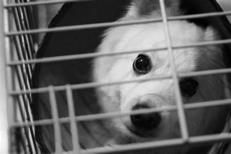 I brought my puppy home 4 nights ago and we did not try this method. Dog whining in his crate all of a sudden? 10 Shocking reasons