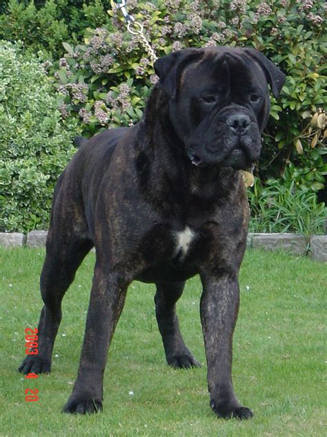 Filebullmastiff 13 Wikimedia Commons