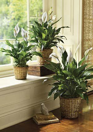 Kebiasaannya, pokok sirih gading ditanam dalam pasu kecil dan digantung di balkoni atau halaman rumah. Best Indoor Plants to Reduce Pollution