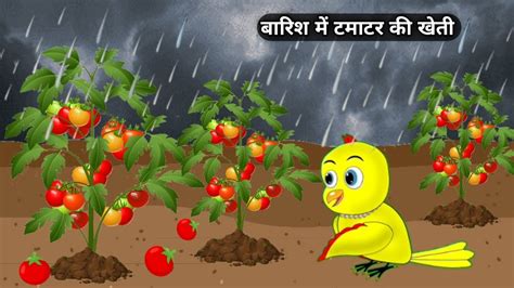 बारिश में टमाटर की खेती Katun Hindi Cartoon Interesting Cartoon