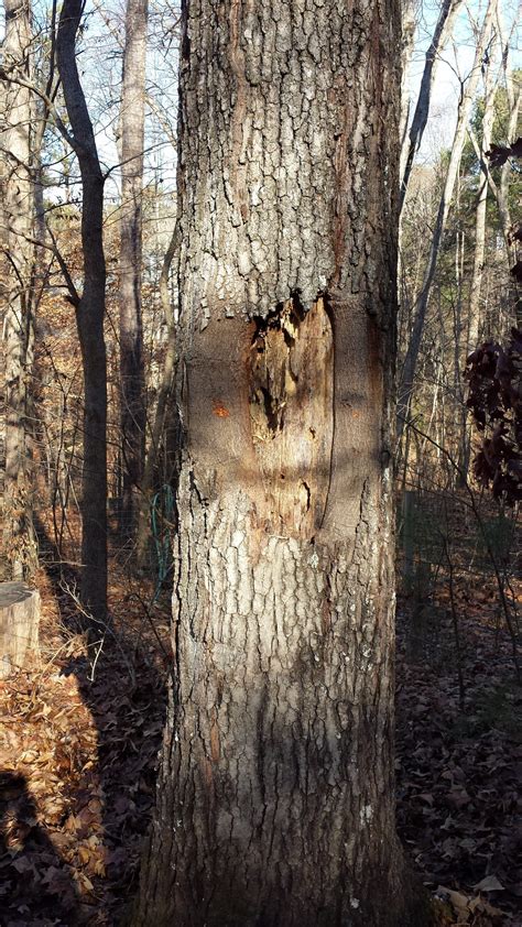 Bruised Tree Trunk Interior Damage Walter Reeves The Georgia Gardener