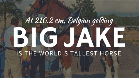 The Tallest Horse Big Jake Is A 2102 Cm Star From Guinness Records