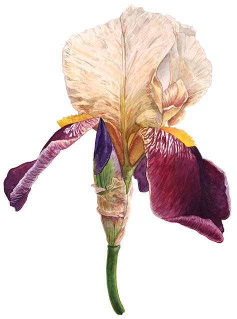 Iris Watercolor Illustrations