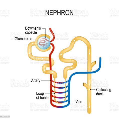 Ilustración De Estructura De Una Nefrona Formación De La Orina Y Más