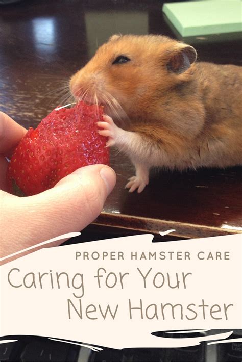 Proper Hamster Care Caring For Your New Hamster Budget Earth