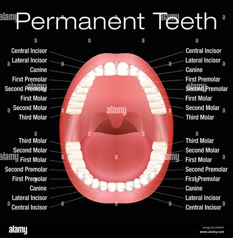 Permanent Teeth Stock Photos And Permanent Teeth Stock Images Alamy