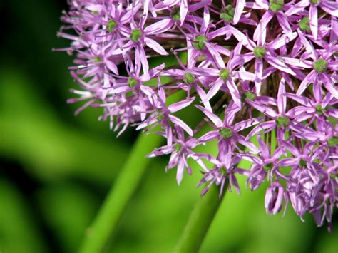 Giant Allium Smithsonian Photo Contest Smithsonian Magazine