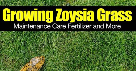 Growing Zoysia Grass Maintenance Care Fertilizer And More Zoysia