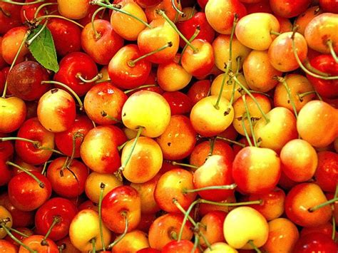 30 Different Types Of Cherries A Comprehensive Guide 2022 In 2022 Types Of Cherries Cherry