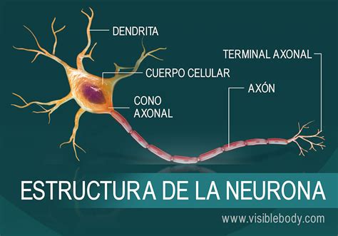 Cuales Son Los Componentes De La Neurona Ulas