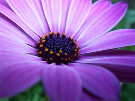 Purple Flower Free Photo Download Freeimages