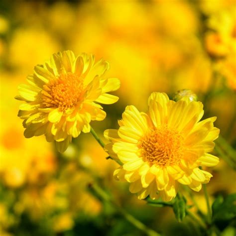 How To Grow And Care For Indian Chrysanthemum