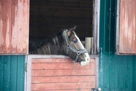 Horse In Window Stock Photo Image Of Lisbon Nose Farm 85546204