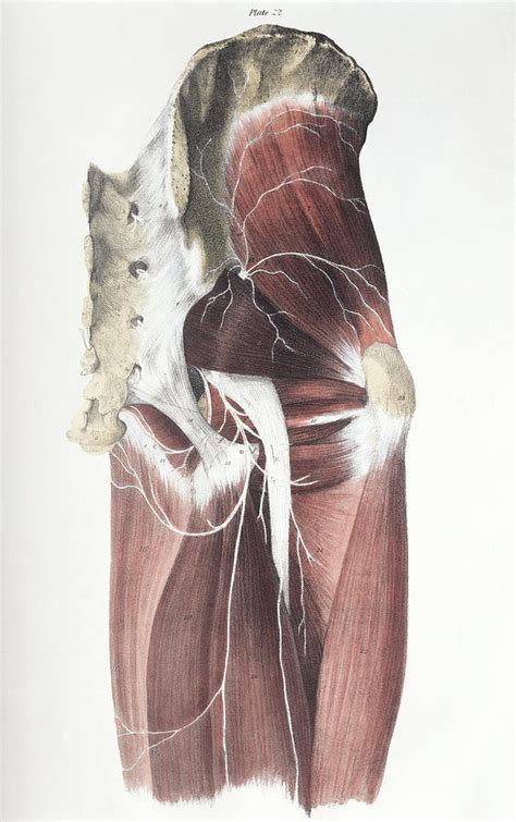 Pelvic Spinal Nerves Photograph By Sheila Terry