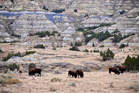 Five Reasons To Visit Theodore Roosevelt National Park Wandering Rose