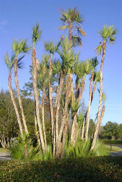 Buy Paurotis Palm Trees In Miami Ft Lauderdale Kendall