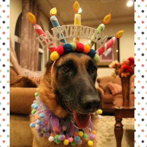 Pin By Meloni Bethea On Birthday Cat Birthday Wishes German Shepherd