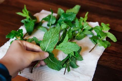 How To Dry Mint Leaves For Tea Leaftv