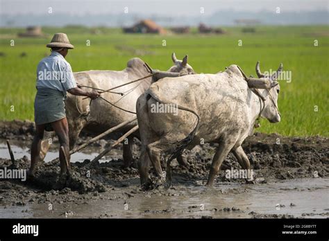 Farmer Ploughing A Field With A Pair Of Ox Stock Photo Alamy