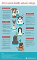30 Insane Facts About Dogs - Infographic | DogBuddy Blog | Fun facts ...