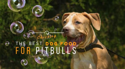 The american pitbull terrier is a stocky dog just like its cousin breed, the american staffordshire terrier. Choosing The Best Dog Food For Pitbulls (2019 Edition ...