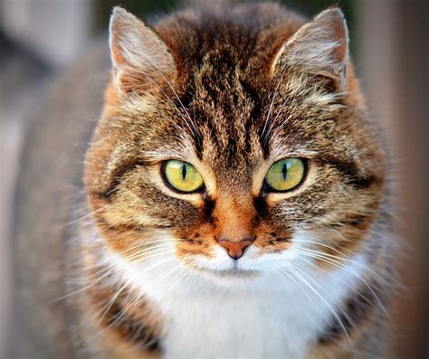 Cat Animal Pet · Free Photo On Pixabay