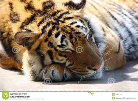 Sleepy Tiger Royalty Free Stock Photo Image 15571875