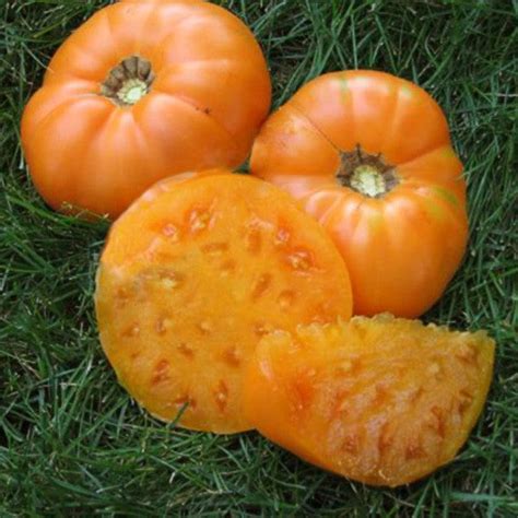 Amana Orange Heirloom Beefsteak Tomato 50 Seeds Per Packet Non Gmo S