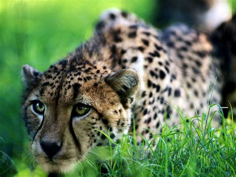 Sfondo Fauna Selvatica Ghepardo Animali 🔥 Scarica Sfondi Migliori