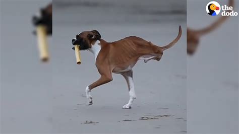 Check spelling or type a new query. Dog Who Lost His Back Legs Refuses To Stop Playing | The Dodo - YouTube