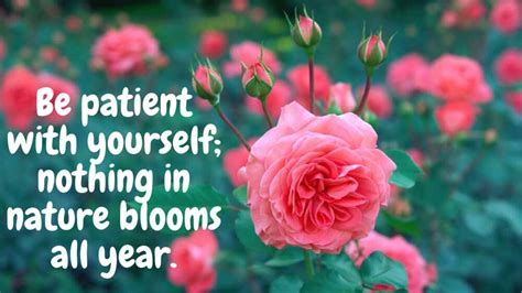 67 Inspirational Quotes Flowers Blooming More Quotes