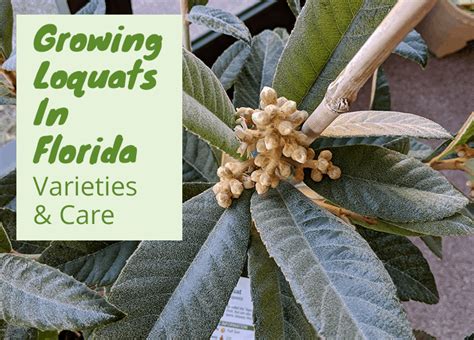 Growing Loquat Trees In Florida Varieties And Care
