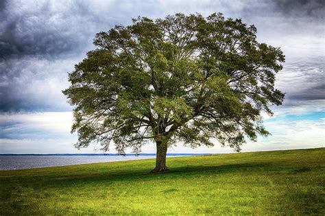 Lone Tree On A Hill Photograph By Ty Alexander Photography Fine Art