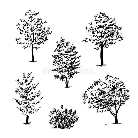 Set Of Hand Drawn Tree Sketches Stock Vector Illustration Of Branch
