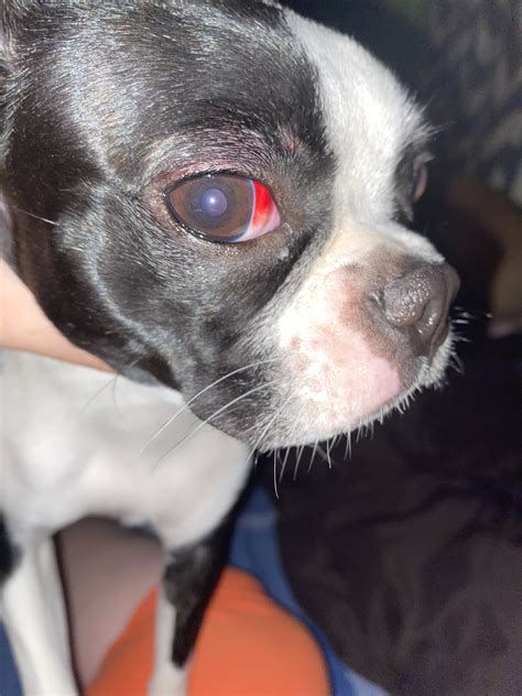 Puppy With Busted Blood Vessel In Her Eye Working Dog Forums