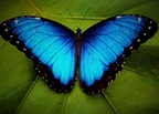 Top 10 Most Beautiful Butterflies In The World With Details