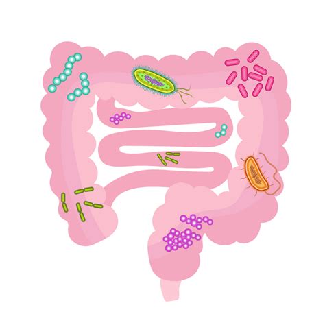 The Microbiome And Its Influence On Our Health Microbiota Part 3