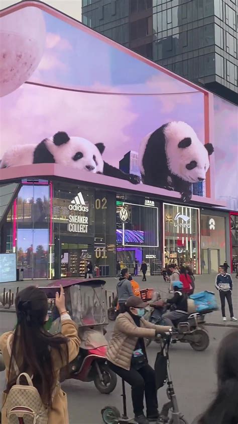 No These Are Not Real Pandas But A 3d Screen In Southwest Chinas