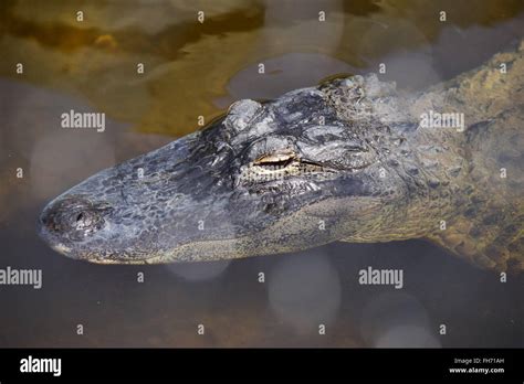 Alligator Swimming With Eyes Above Water Stock Photo Alamy
