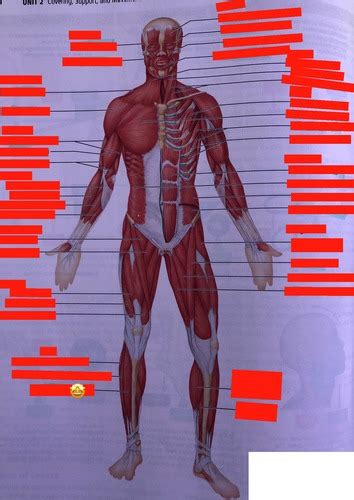 Human Muscle Diagrams Flashcards Quizlet