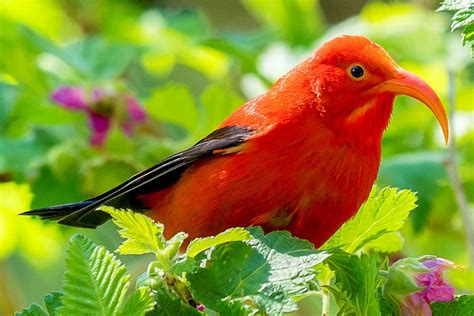 25 Best Birds To Watch For In Hawaii