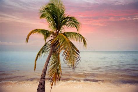 Palm Trees Silhouette At Sunset Tropical Beach Orange Sunset Stock