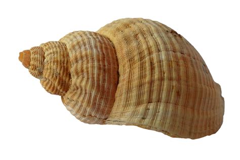 Seashell Png Transparent Image Download Size 960x640px